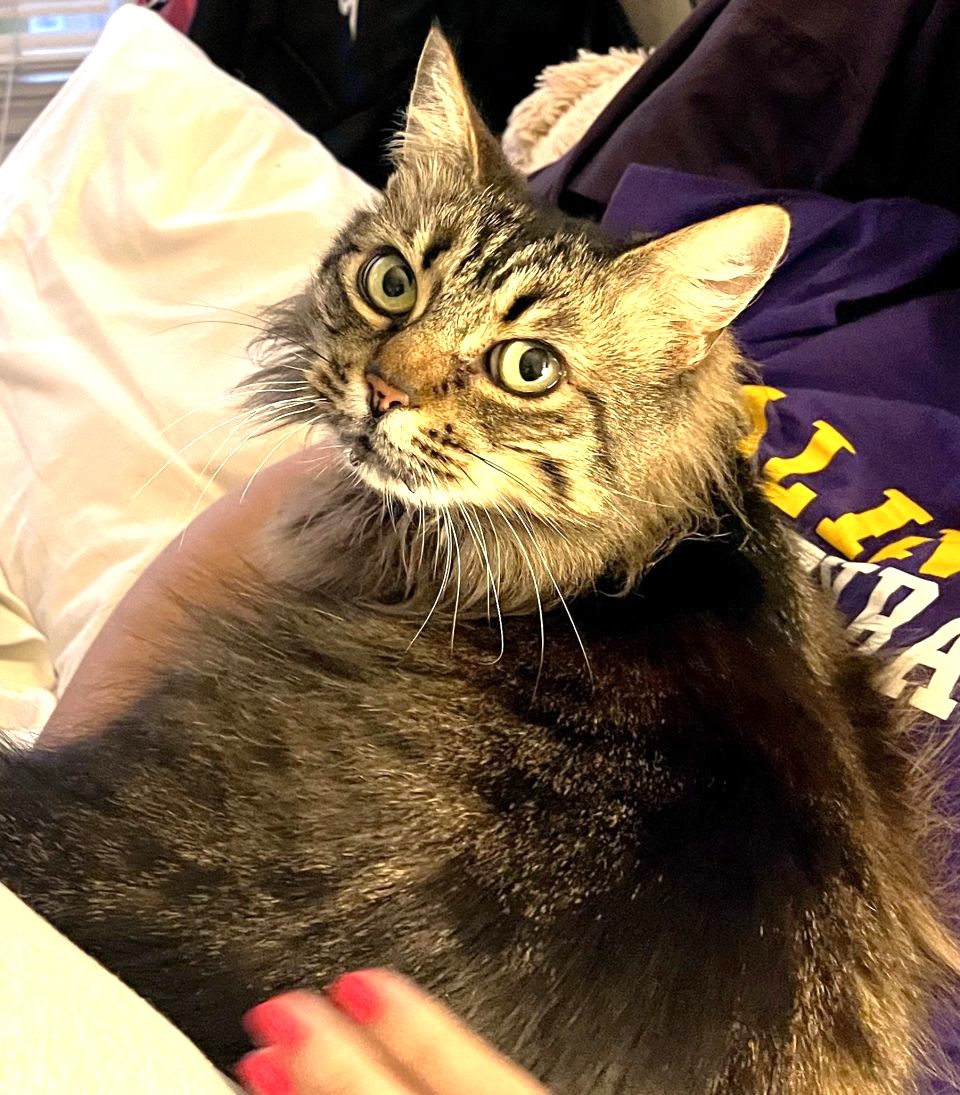 Renee' Martin (@sachikoko) on Twitter photo 👉🏽SENIOR ALERT🙏🏽PLZ SHARE
🌷Gorgeous, Sweet 8YO #Senior Norwegian Forest Cat Mix Kitty DAHLIA🌷
😿💔Recently lost her person
📣Needs A New Loving🏡#FureverHome🏡
▶gocatrescue.org/gocr_cat/dahli…
🙏🏽#Adopt
#Monterey, #CA #NorCal
<a href="/CatsOldies/">Golden Oldies Cat Rescue</a> Golden Oldies Cat Rescue
#RehomeHour #US #CATS 👉🏽SENIOR ALERT🙏🏽PLZ SHARE
🌷Gorgeous, Sweet 8YO #Senior Norwegian Forest Cat Mix Kitty DAHLIA🌷
😿💔Recently lost her person
📣Needs A New Loving🏡#FureverHome🏡
▶gocatrescue.org/gocr_cat/dahli…
🙏🏽#Adopt
#Monterey, #CA #NorCal
<a href="/CatsOldies/">Golden Oldies Cat Rescue</a> Golden Oldies Cat Rescue
#RehomeHour #US #CATS