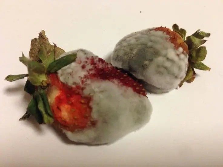 trisstanstalker's tweet photo. 🧵 HILO: fotos de comida en mal estado para recordarte por qué no vale la pena 

motivación muñecx!   . ݁₊ ⊹ . ݁˖ . ݁

                  #edtwt         no es hambre, es trampa
                                                 no es antojo, es sabotaje. https://t.co/y4eh5OVtpF