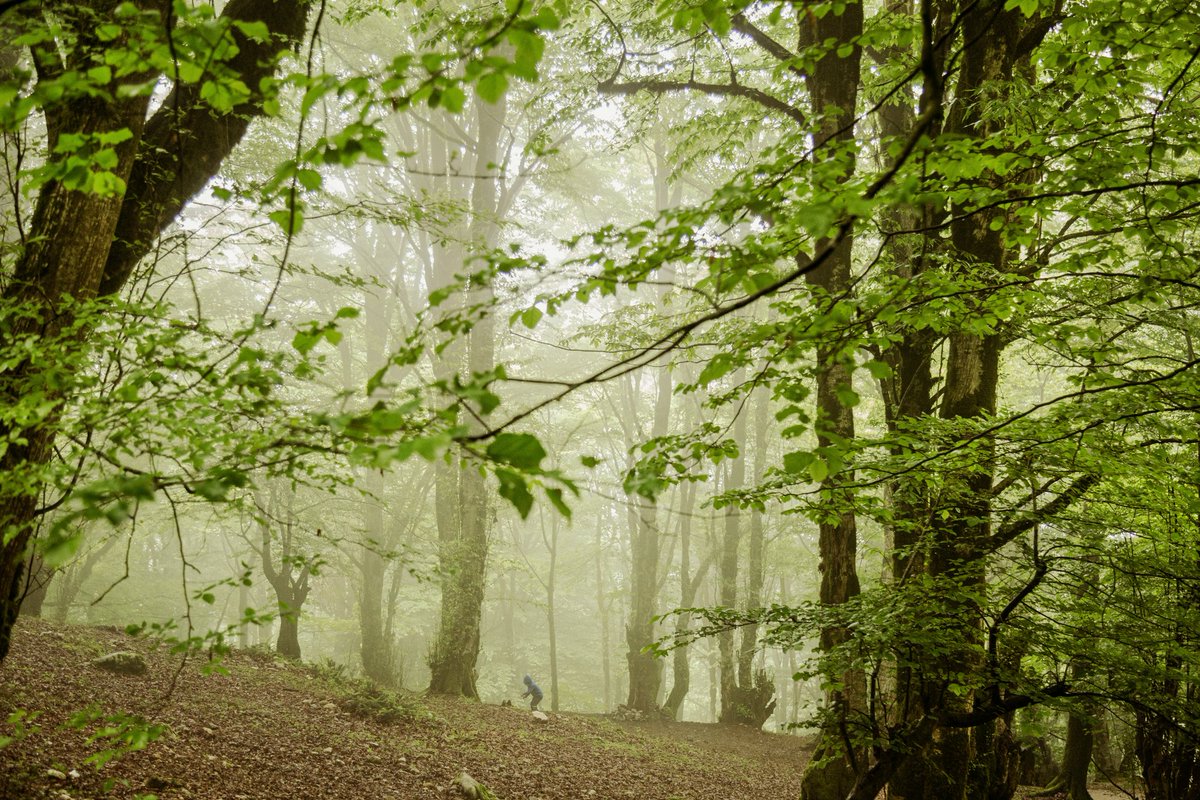 "In Nature's Arms"

A child plays in the heart of nature, surrounded by the calming presence of the forest. The trees and mist create a peaceful environment, offering a sense of protection and connection to the earth. The image captures the simplicity and joy of being in nature,