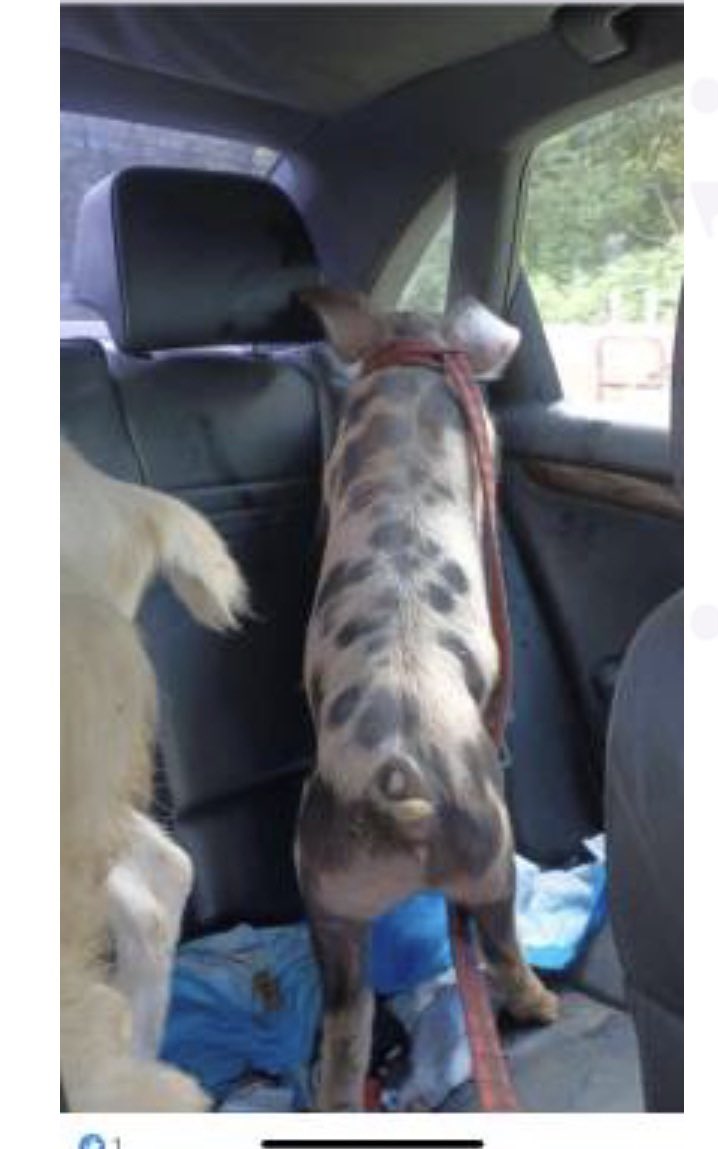 BikerBunnyD's tweet image. Picked my #pets up from groomers, noticed in rear mirror something’s not right with my Spot! Oh no!
@Zegdie
@BillH1059
@ToniLL22
@GabiNga1
@goldisez
@earthing5000
@_SmokeyGirl25
@Bullsharkbite
@DOTKOM1952
@Tweeklives
@Bullsharkbite
@FreeStateFl
@NanUnbowed
@4_0GTS
@Bagel69er