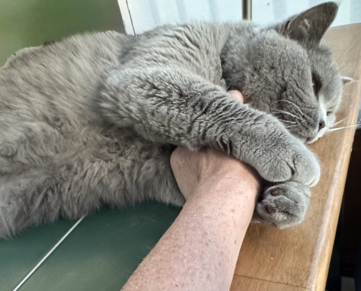 Leo clinging to his Mum so his belly rubs don’t stop #CatsOfTwitter