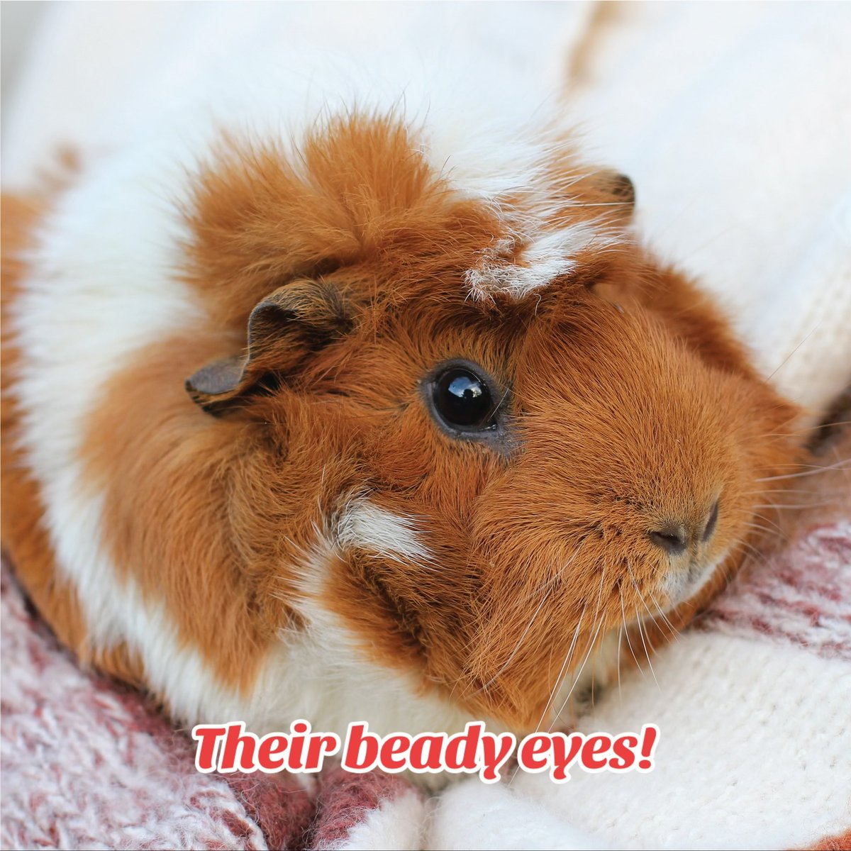 12 Guinea Pig Breeds — Types of Guinea Pigs, image size:1200x1200