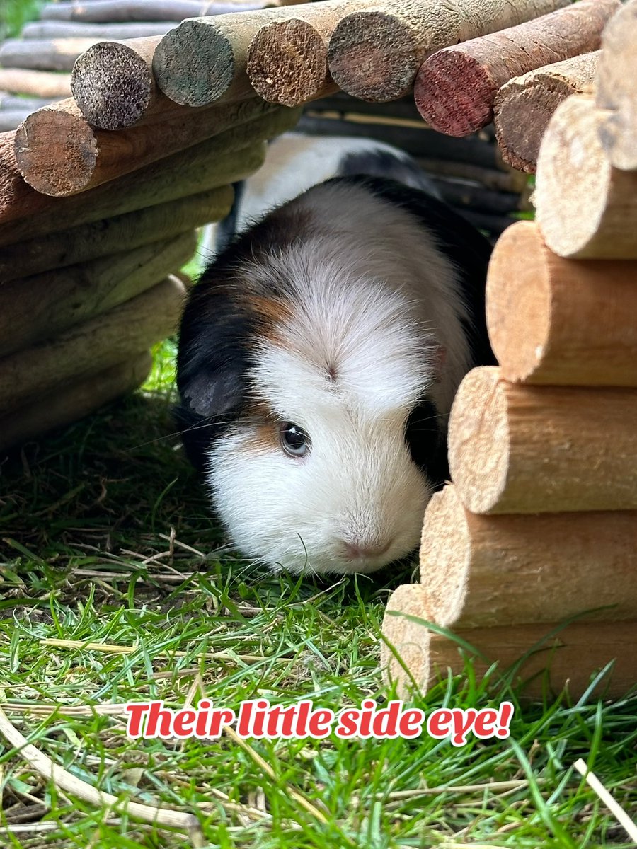 7 Reasons why I love guinea pigs Do you agree?! (Continued in comments…)  🐹❤️ #guineapigappreciationday #guineapigs #cuteness #cute #pet #loveyou, image size:900x1200