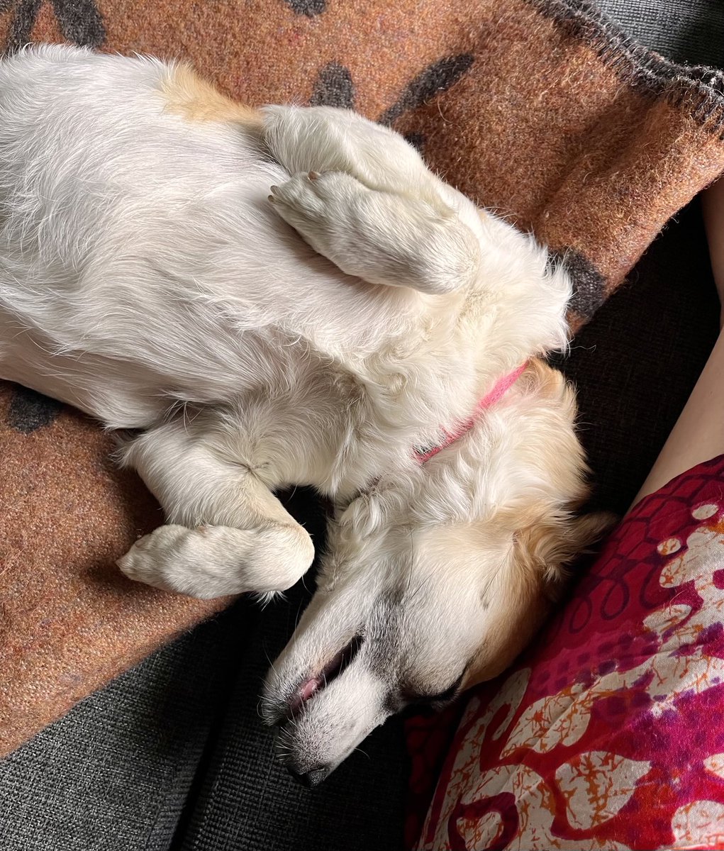 Ewa Sherman (@sh_ewa) on Twitter photo Sola 🐕, my roommate this week Sola 🐕, my roommate this week
