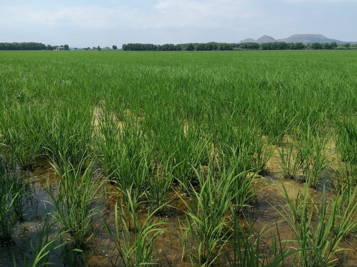 AGROENG_UdG (@agroeng_udg) on Twitter photo Seguim periòdicament l'avenç del cultiu als arrossars de #Pals per determinar els balanços d'aigua i nutrients de l'agroecosistema.
Aquest any avança millor, respecte l'escenari de #sequera de l'any passat! Seguim periòdicament l'avenç del cultiu als arrossars de #Pals per determinar els balanços d'aigua i nutrients de l'agroecosistema.
Aquest any avança millor, respecte l'escenari de #sequera de l'any passat!