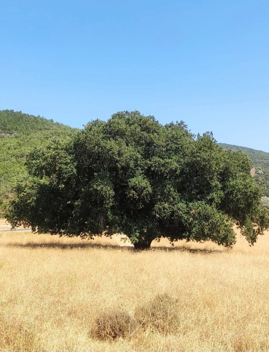 my_amortal's tweet image. Okuyabilene ;
Ağır Roman &quot;Yalnız Ağaç&quot;