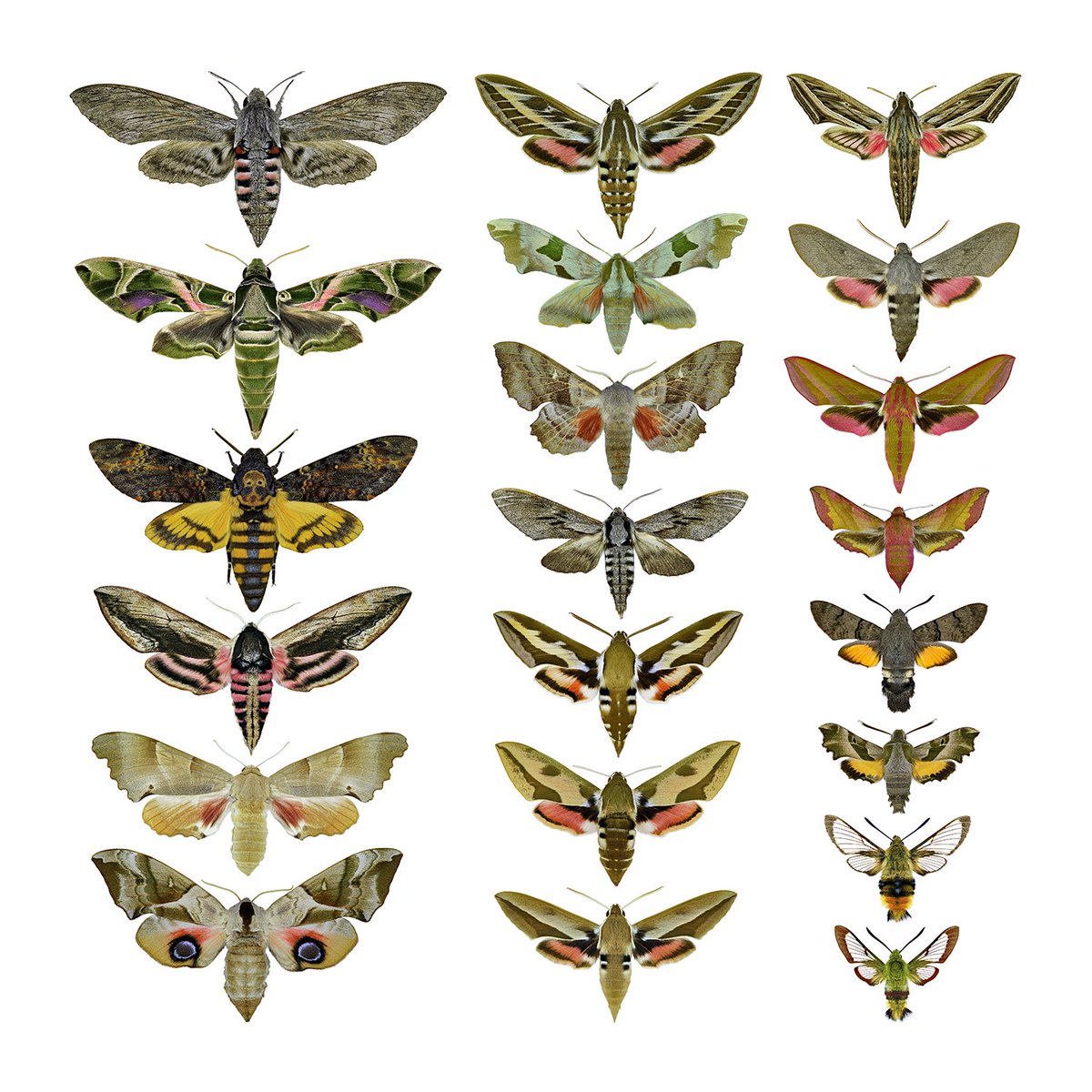 sagaOptics's tweet image. Hawk-moth‘s of central europe.
1-Convolvulus hawk-moth / Windenschwärmer (Agrius convolvuli), 2-Oleander hawk-moth / Oleanderschwärmer (Daphnis nerii), 3-African death’s-head hawkmoth / Totenkopfschwärmer (Acherontia atropos), 4-Privet hawk moth / Ligusterschwärmer (Sphinx…