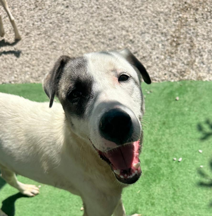 Goodnight from Patch &amp; me, thank you for checking in on us today 🙏

We hope to see you tomorrow ❤️