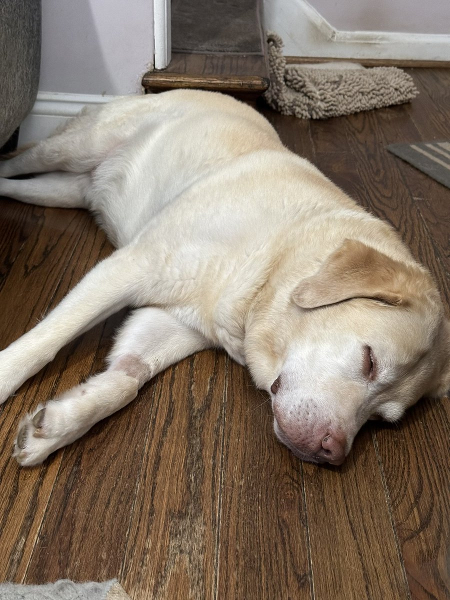 shoveitjack's tweet image. Cool floor is cool. I think I am going to join him.
Some setbacks in recovery the past few days. Which is a bummer.
But we’re taking a page out of #TeamIronWill’s book and will strive for relentless forward progress.