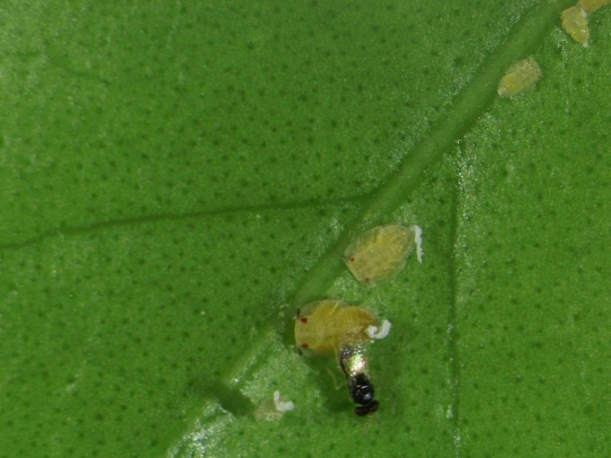 UF/IFAS Citrus REC (@ufifascitrusrec) on Twitter photo Biological Control: A Significant Component of Citrus IPM tinyurl.com/biologicalcont… #AllInForCitrus <a href="/SWFREC/">UF/IFAS SWFREC</a> <a href="/UFEntNem/">UF/IFAS Entomology & Nematology</a> Biological Control: A Significant Component of Citrus IPM tinyurl.com/biologicalcont… #AllInForCitrus <a href="/SWFREC/">UF/IFAS SWFREC</a> <a href="/UFEntNem/">UF/IFAS Entomology & Nematology</a>