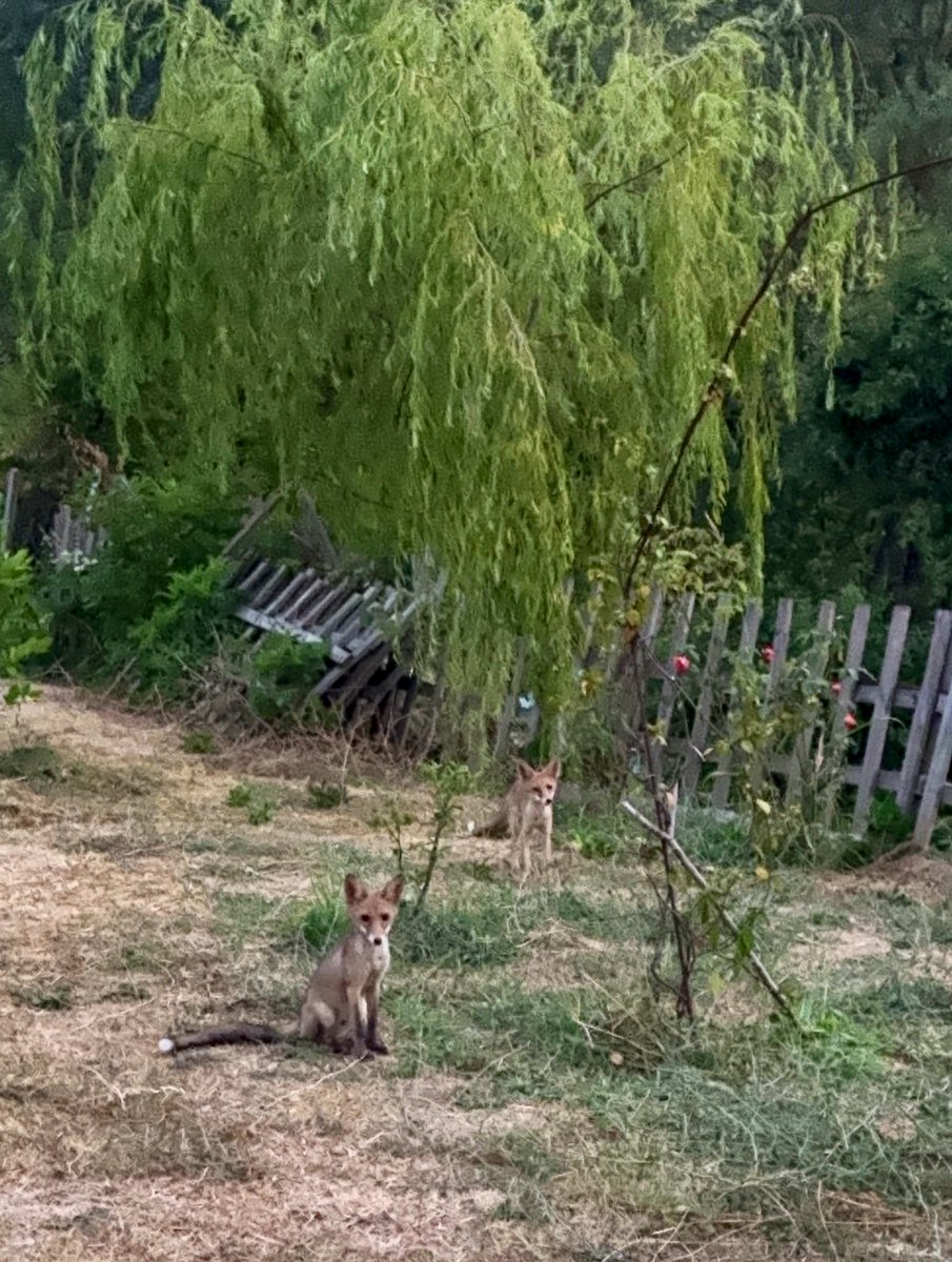 <a href="/alpertuydes/">Alper Tüydeş</a> Bahçe komşumuz💐