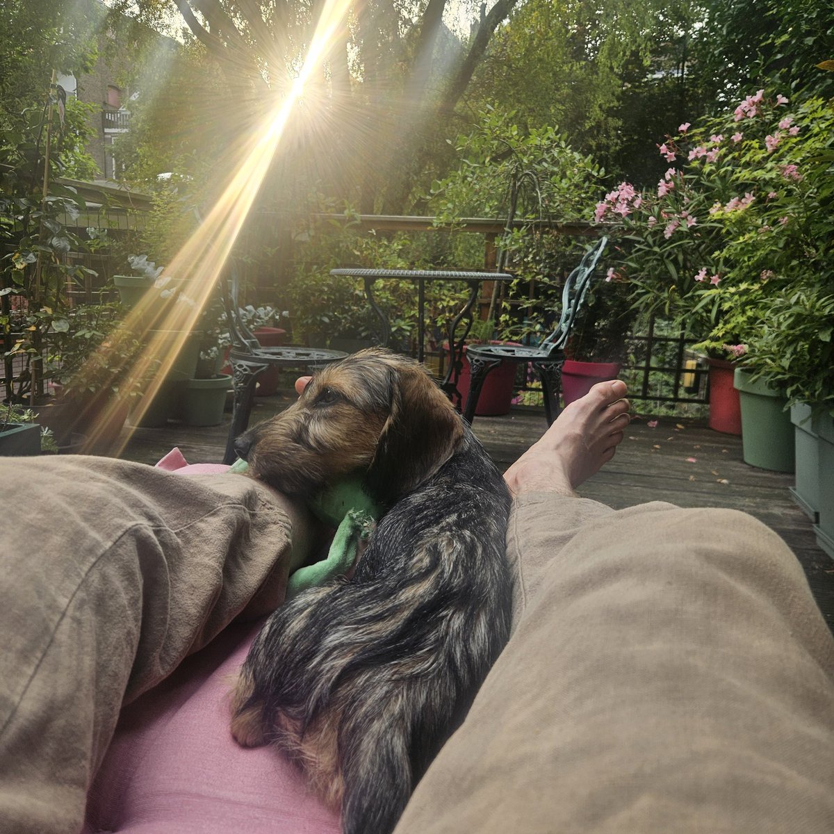 nulliusverbapod's tweet image. No new episode this week! Smriti is busy teaching an introduction to psychology course, and Daniel is relaxing in his garden with a new puppy.