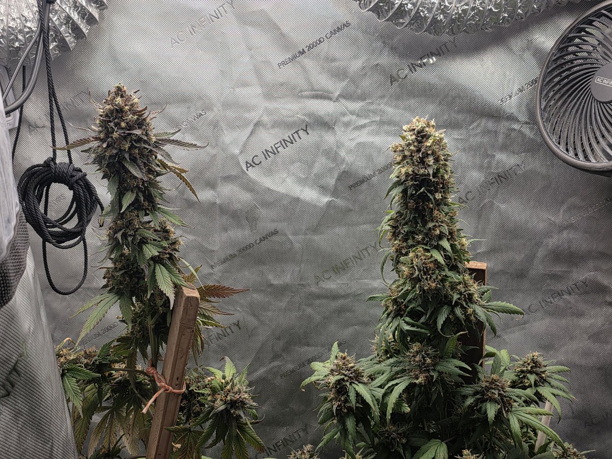 GlazingGrower💚💚💨💨 (@glazinggrower) on Twitter photo No that's what I'm talking about!!! <a href="/acinfinltylnc/">AC INFINITY</a> <a href="/breeder_j/">Breeder J</a> <a href="/irvineseedco/">Irvine Seed Company</a> <a href="/FoxFarmSoil/">FoxFarm Soil & Fertilizer Company</a> No that's what I'm talking about!!! <a href="/acinfinltylnc/">AC INFINITY</a> <a href="/breeder_j/">Breeder J</a> <a href="/irvineseedco/">Irvine Seed Company</a> <a href="/FoxFarmSoil/">FoxFarm Soil & Fertilizer Company</a>