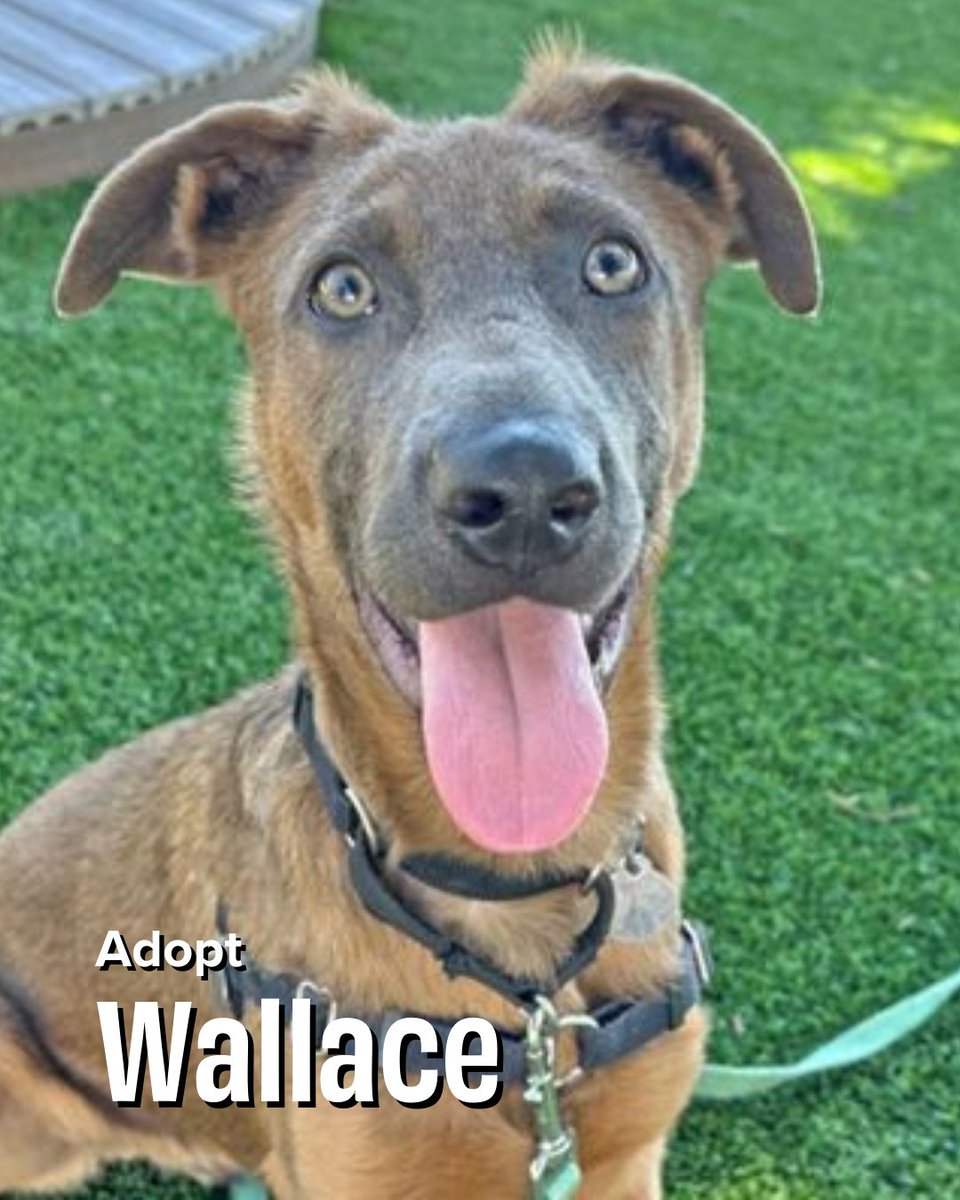 Meet Wallace: 6 months old, 35 lbs. of pure Shepherd swagger. 
Smart, snuggly, and fully prepared to steal your spot on the couch.
Adopt him before someone else swipes right! 🐾💘
