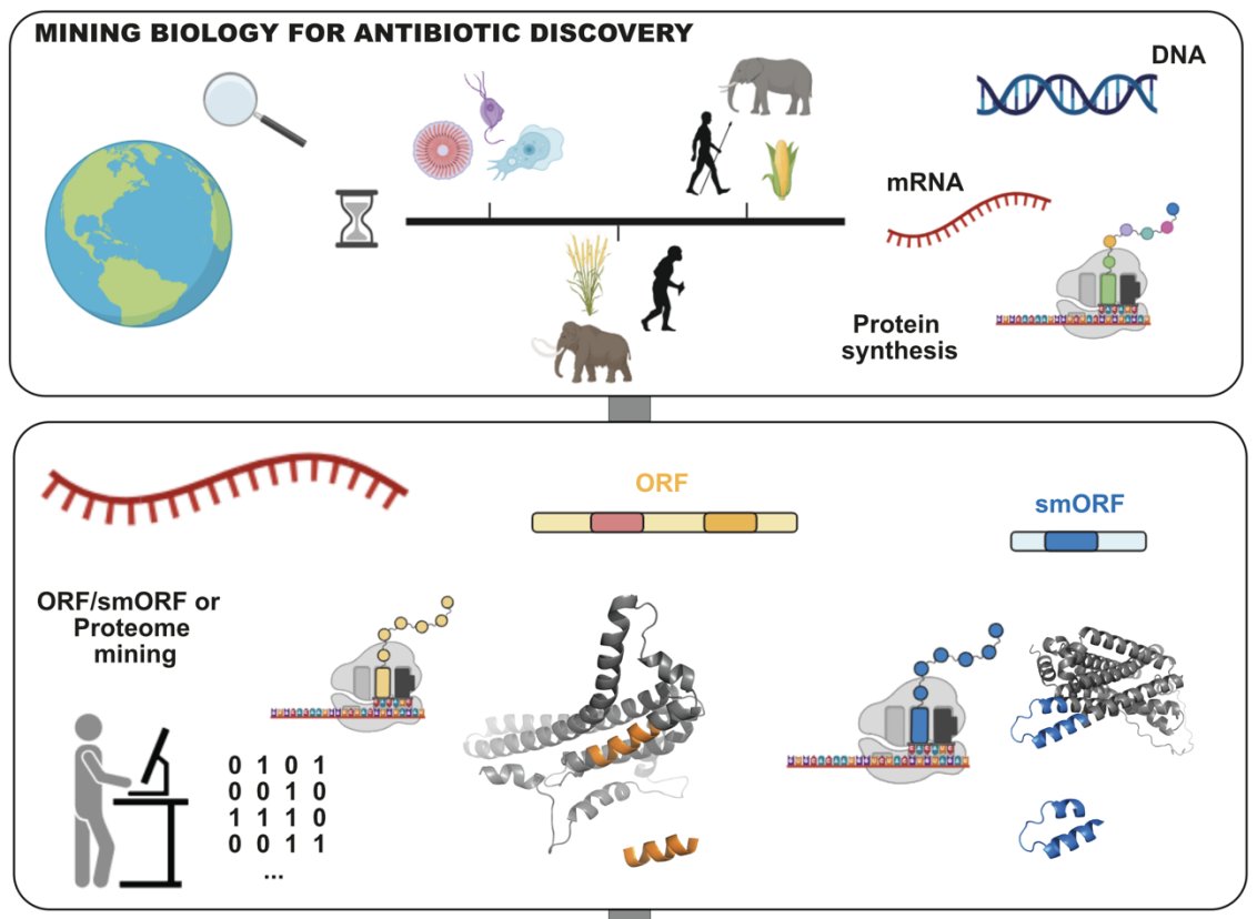 PhysRevLett's tweet image. PRL Essay: César de la Fuente-Nunez and James J. Collins explore ways in which machine learning and artificial intelligence can substantially accelerate the discovery of antibiotics to keep pace with the ever-evolving landscape of drug-resistant pathogens go.aps.org/44P2sj8