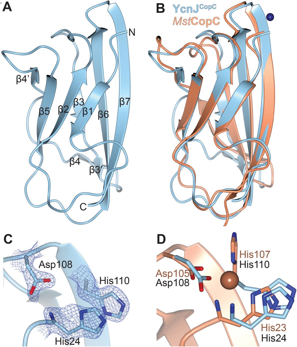 Peeref (@peeref1) on Twitter photo Recently published article in <a href="/jbiolchem/">Journal of Biological Chemistry</a> “Copper acquisition in Bacillus subtilis involves Cu(II) exchange between YcnI and YcnJ” by Silva et al. jbc.org/article/S0021-… <a href="/ASBMB/">ASBMB</a> <a href="/OFisherLab/">Oriana Fisher</a> <a href="/JohnHelmann/">John D. Helmann</a> Recently published article in <a href="/jbiolchem/">Journal of Biological Chemistry</a> “Copper acquisition in Bacillus subtilis involves Cu(II) exchange between YcnI and YcnJ” by Silva et al. jbc.org/article/S0021-… <a href="/ASBMB/">ASBMB</a> <a href="/OFisherLab/">Oriana Fisher</a> <a href="/JohnHelmann/">John D. Helmann</a>