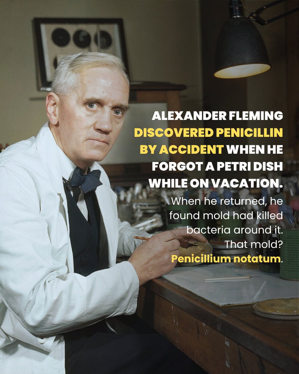 twc_health's tweet image. When forgetting your petri dish leads to saving lives.
Fleming’s "oops" moment gave us penicillin — the first antibiotic.