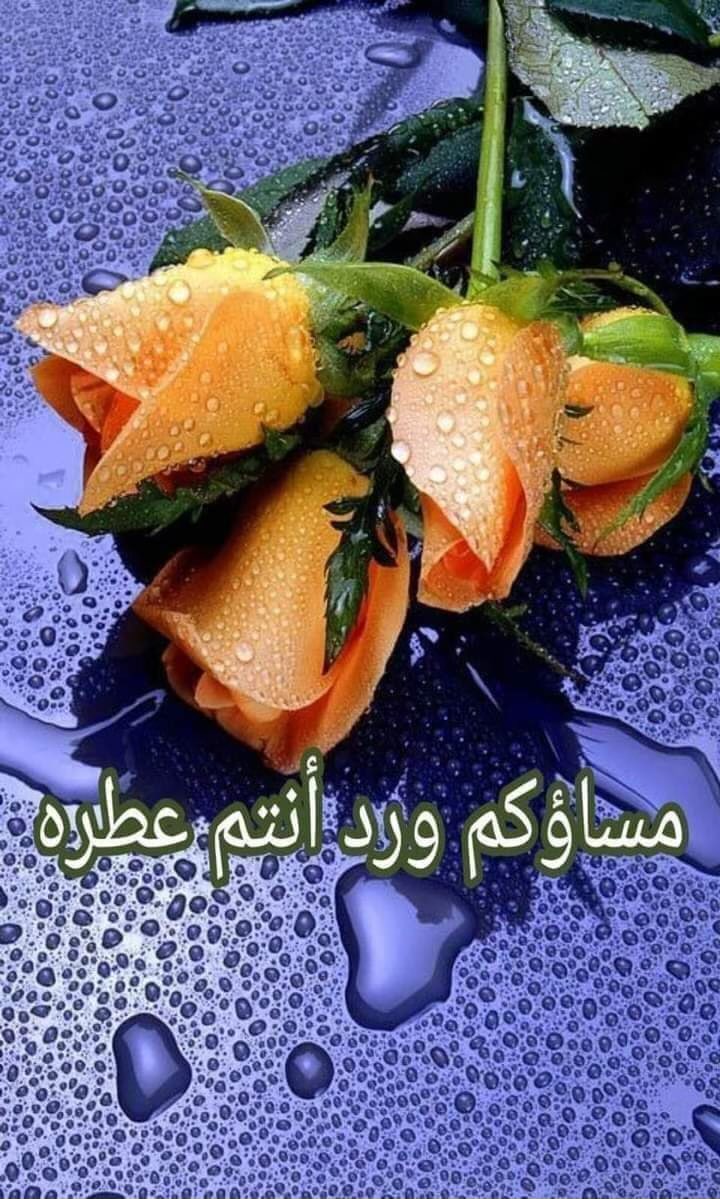 للزهور سحرا يلمس القلوب
وعطرا تعشقه الروح وتذوب 💜☘️
فلم اجد أغلى من الورود 
اهديها لكم يا اصحاب أطيب القلوب 💜☘️

# مساء الورد والفل والياسمين 💜☘️