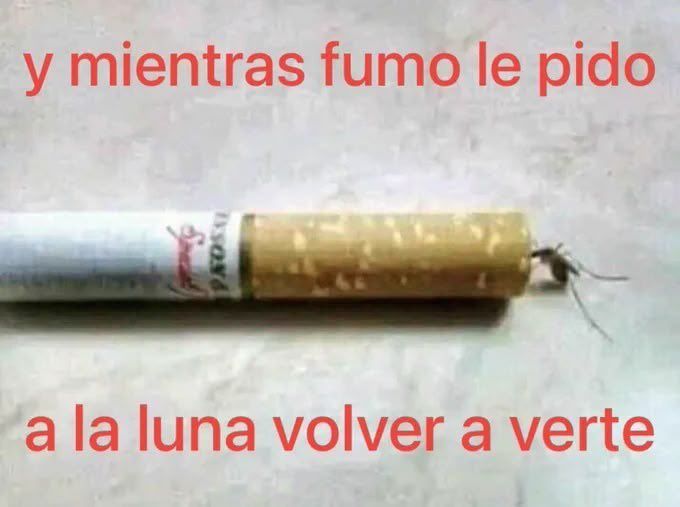 chincheto pirata somali (@wikipistacho) on Twitter photo 