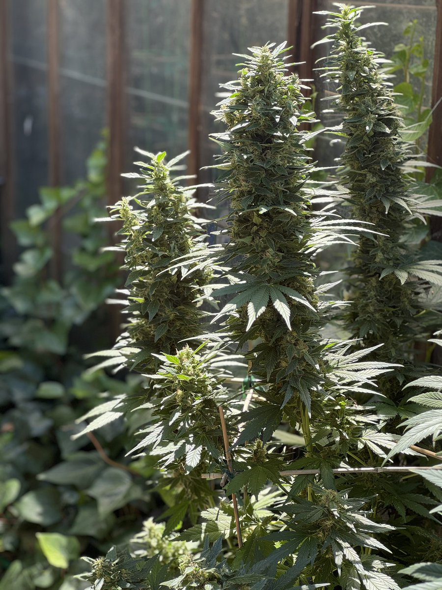 Meditation_Man's tweet image. You can just grow things. Garden for your health and well being.