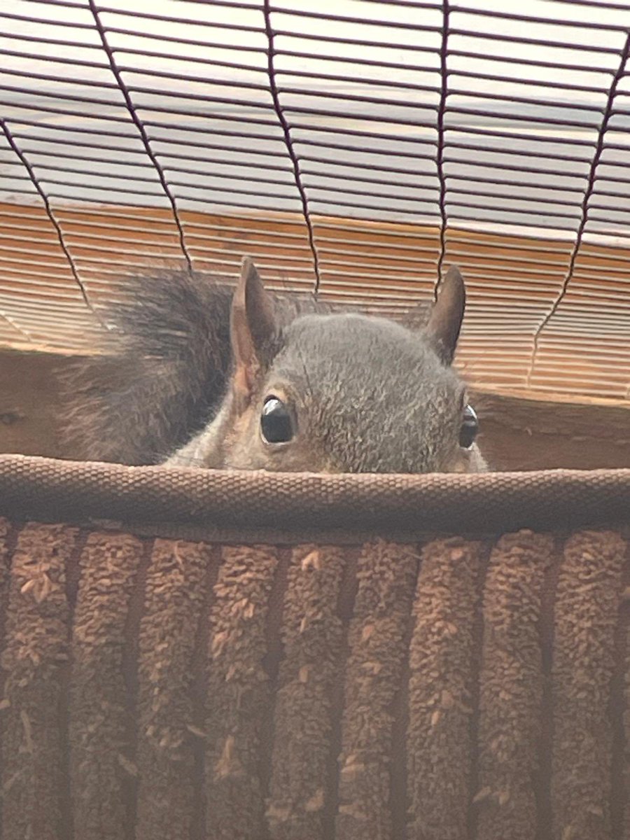 AllumPaul's tweet image. Rusty 🖤🐿️🐿️🐿️🐿️ hitchinsquirrelrescue.co.uk