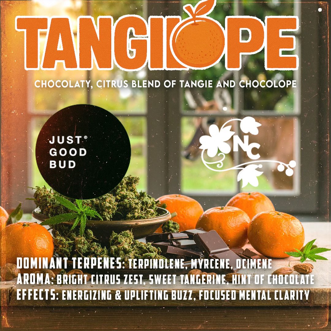 JustGoodBud tweet media