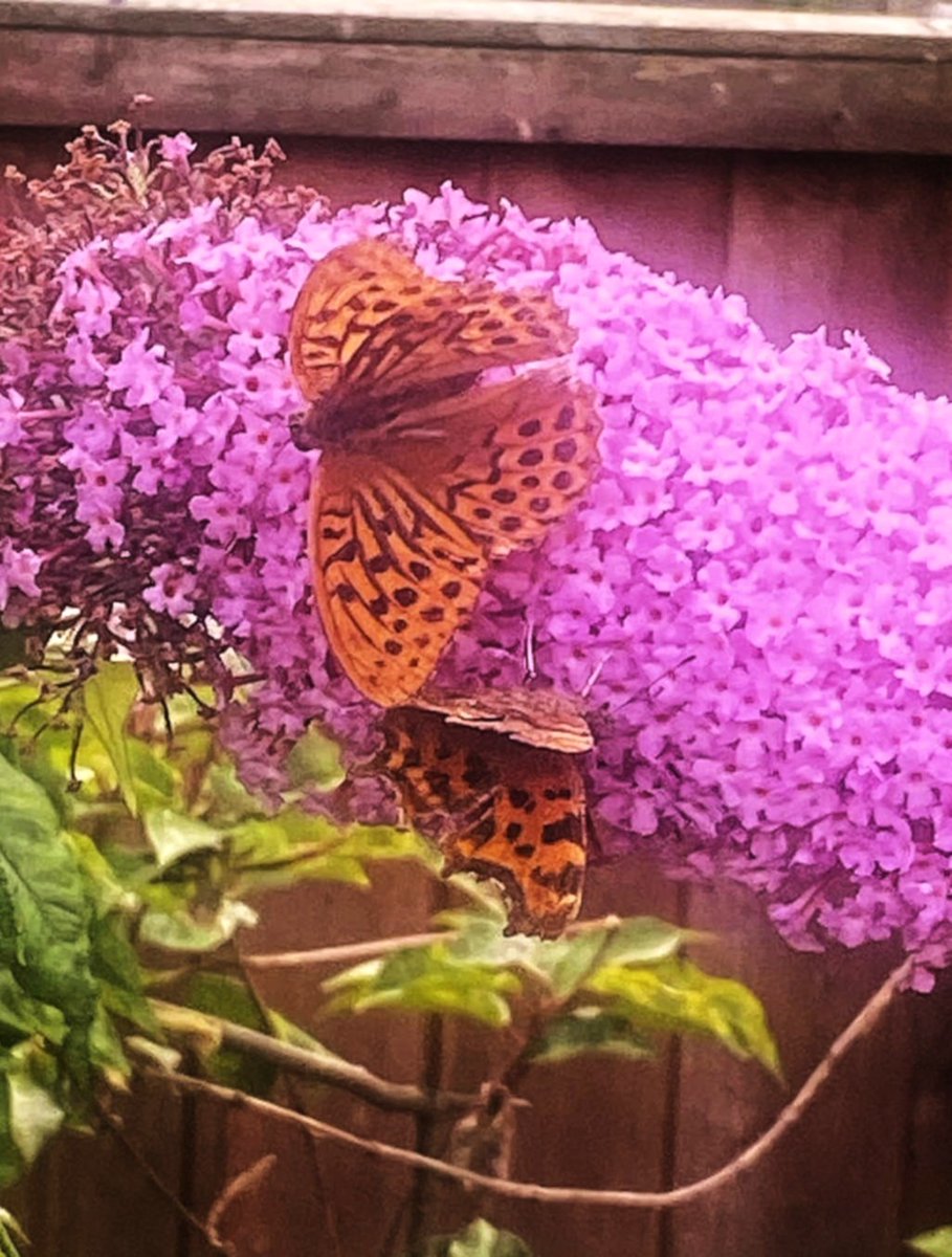 A surprise Silver Washed Fritillary in the garden on Sunday. #ukbutterflies