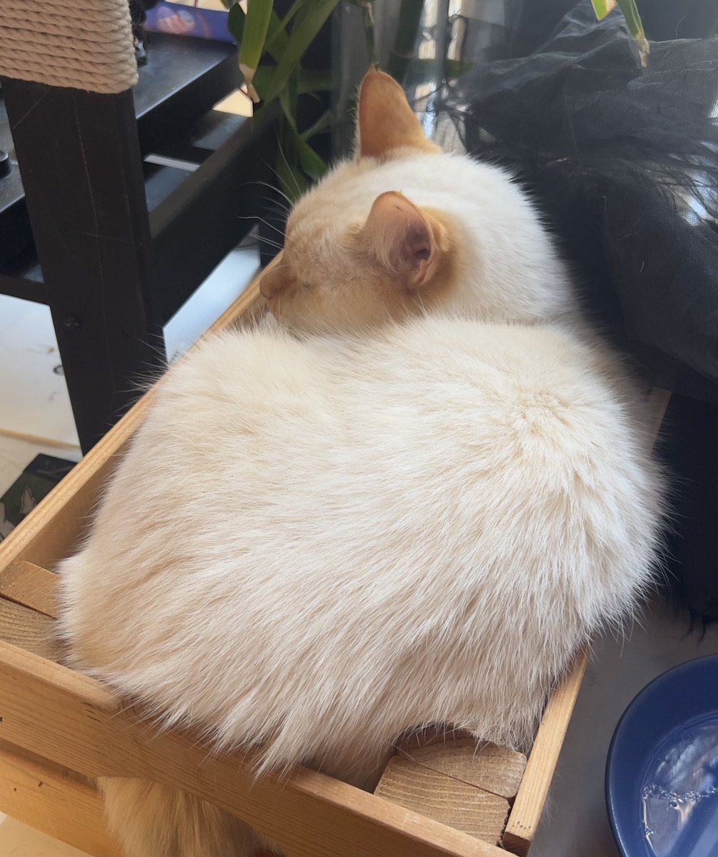 кошково болеющее