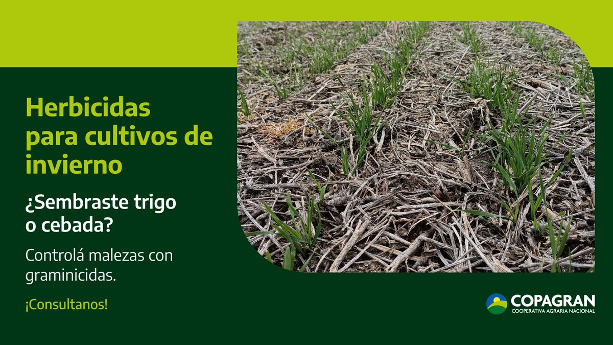 🌾 Herbicidas para cultivos de invierno
Si sembraste trigo o cebada, asegura un buen manejo desde el inicio.
💪 Los graminicidas son clave para controlar las principales malezas que afectan estos cultivos.
📌 Te asesoramos con las mejores opciones