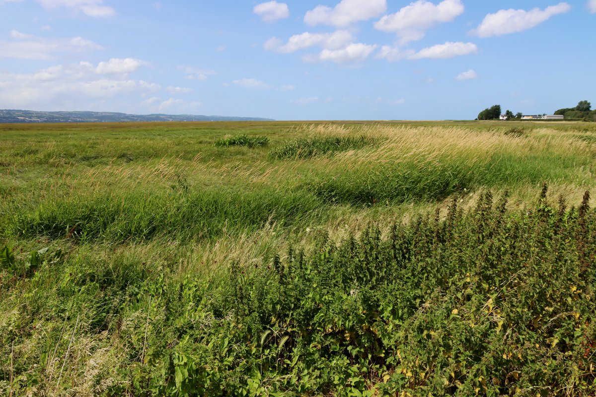 BasedInChurton's tweet image. Yesterday's sun-and-rain walk along the Sustrans cycle and pedestrian lane and boardwalk along the Dee estuary from Burton was super. I plan to walk the whole thing now that I have seen the fantastic wetlands and amazing views. Full details on the blog at wp.me/pcZwQK-7PR