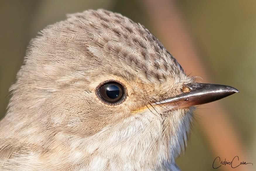 cain_cedric's tweet image. Portrait d&apos;un gobemouche gris, un passereau assez commun sur l&apos;île en période de migration.
#ouessant #iledouessant #iroise #cedriccain #lumieresdouessant #bird #gobemouche #gobemouchegris #muscicapastriata