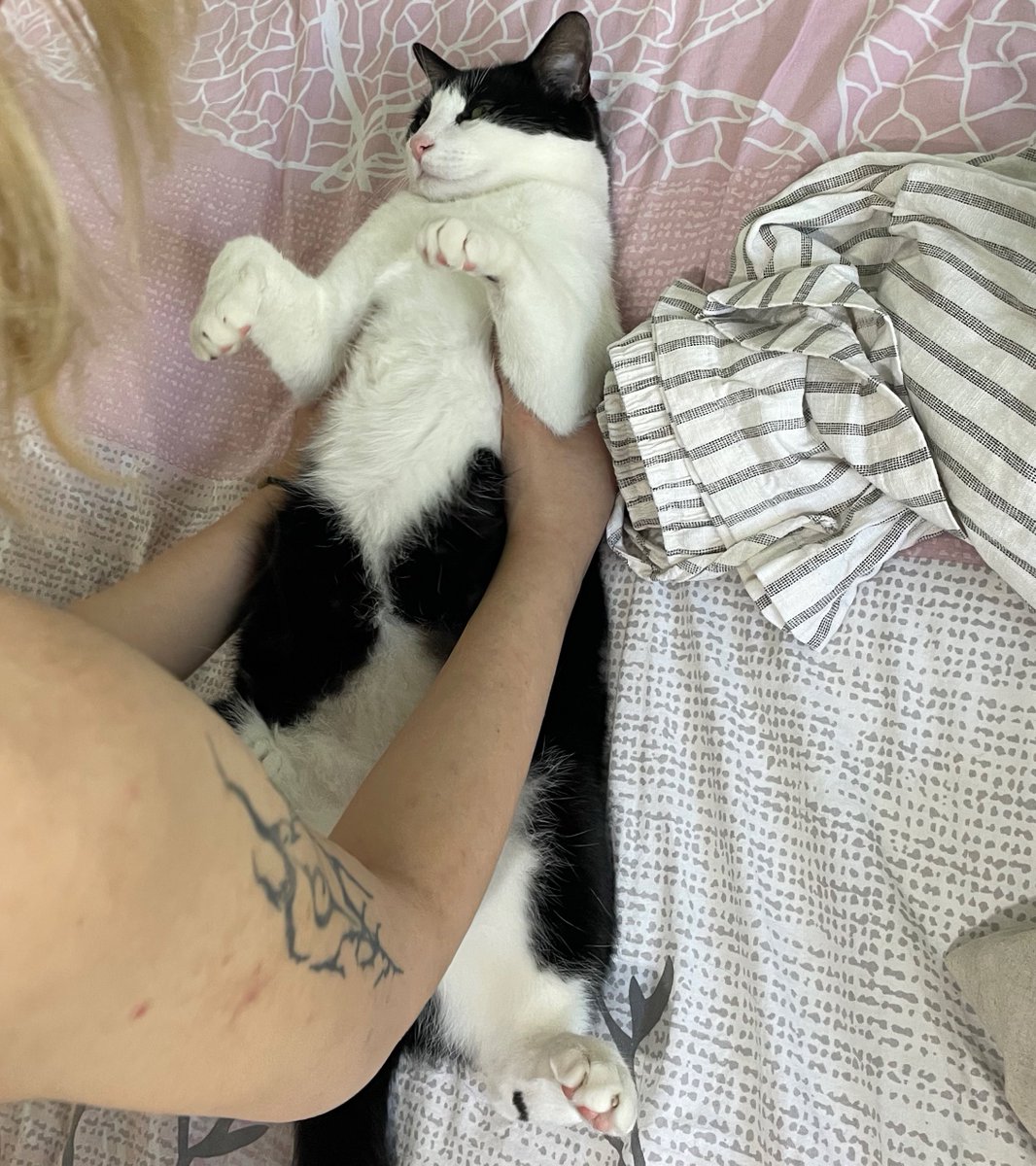 Dün akşam kedim camdan düştü. Hem camda sineklik vardı hem de gözüm üstündeydi. Buna rağmen böyle bir şey başımıza geldi. Lütfen kedim yapmaz, hiç atlamadı demeden sizlerden de önlem alın, biz sineklikleri kedi korumalı olarak yenileyeceğiz🙏🏻