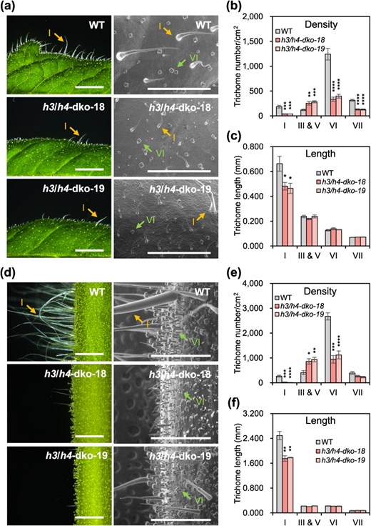 New study reveals H3 &amp; H4 genes key in tomato trichome growth! #TomatoScience #TrichomeRegulation <a href="/OxfordJournals/">Oxford Journals</a> 
Details: doi.org/10.1093/hr/uha…