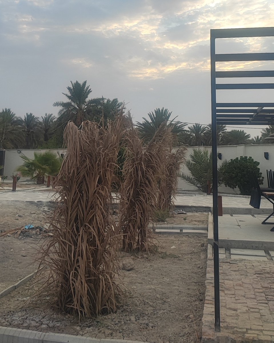 p_woodworker's tweet image. اگه از این گرما جون سالم به در ببرن دو تاپیارم اسرائیلی دارم که ثمرش خیلی خاصه