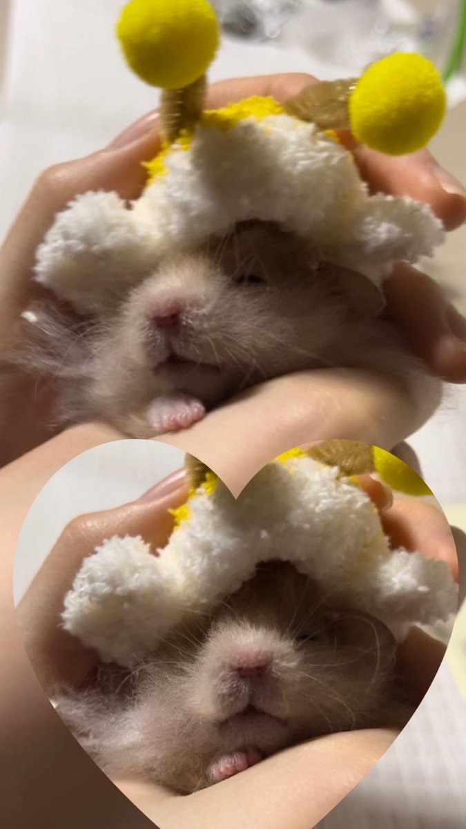 저의 햄스터를 공유해드릴게여