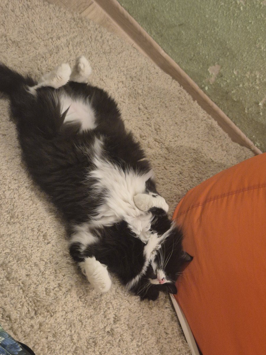 this heat will soon melt me and my cats-