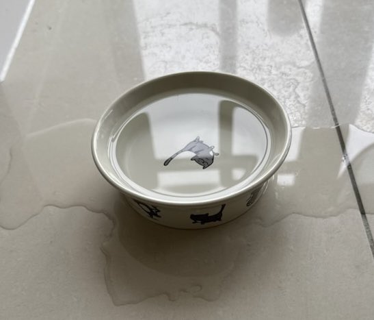 JacK_GingerCat's tweet image. Human’s happy that I’ve spilled a big puddle of water on the floor….something about me finally having a drink! 🙀
I might spill some more! 😹
JacK 🐾🐾
#CatsOfTwitter #CatsOfX
