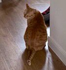 JacK_GingerCat's tweet image. Human’s happy that I’ve spilled a big puddle of water on the floor….something about me finally having a drink! 🙀
I might spill some more! 😹
JacK 🐾🐾
#CatsOfTwitter #CatsOfX