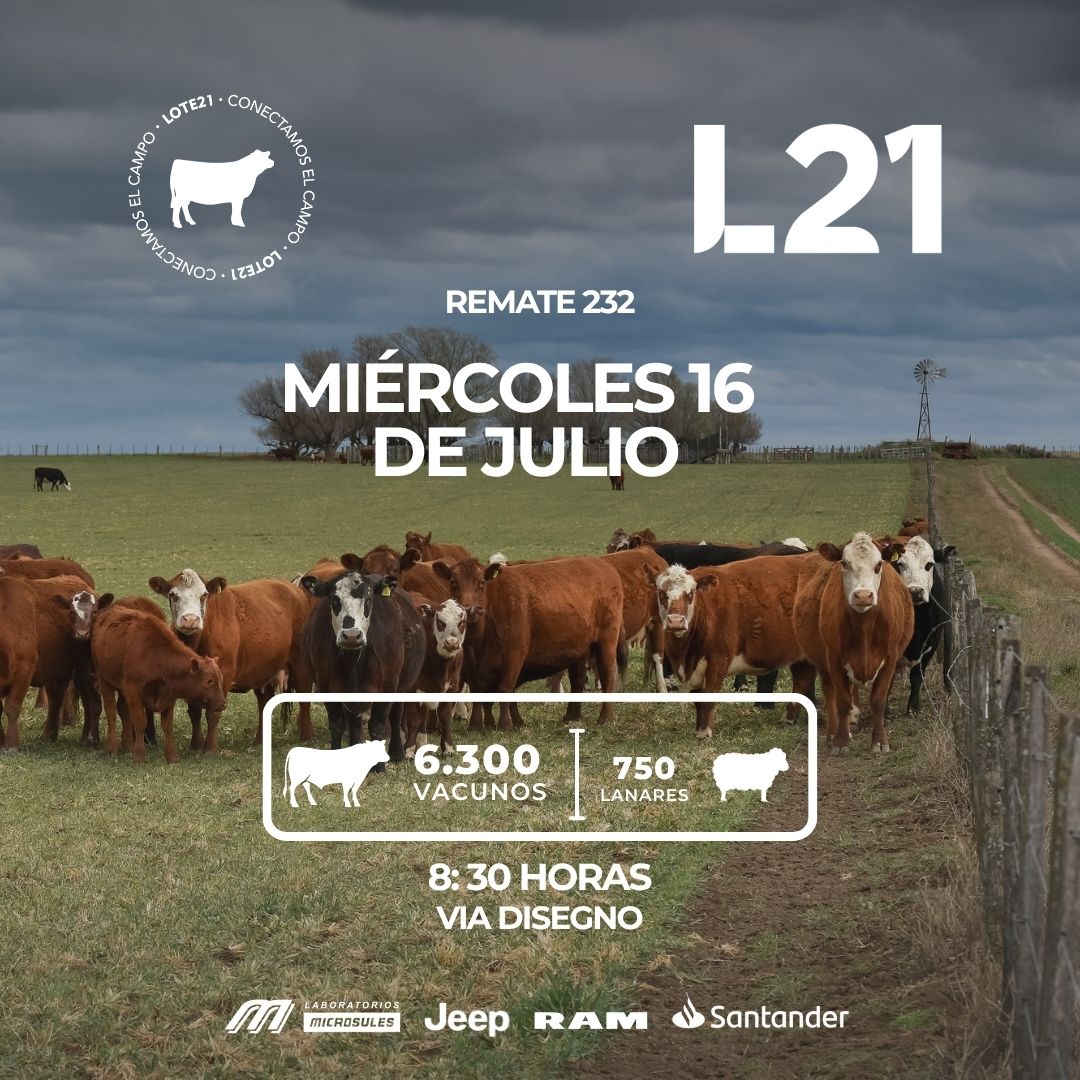 MAÑANA MIÉRCOLES 16 de Julio es nuestro REMATE 232.
📍@via_disegno 
🕤 A partir de 8:30 horas.
Estaremos ofreciendo 6.300 vacunos y 750 lanares.
💉Con sanidad Microsules y🤝 financiación Santander se llevará a cabo la edición 232°.
#LOTE21 #conectamoselcampo