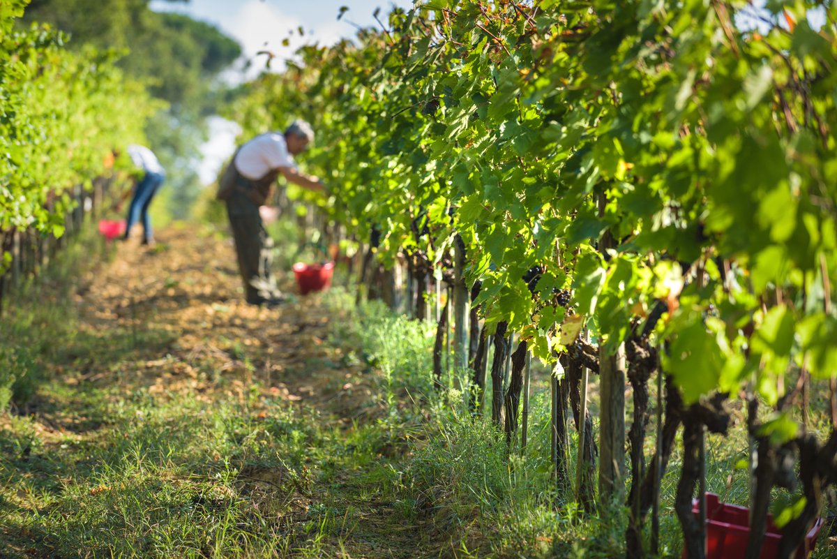 EU_Competition's tweet image. Here below our first opinion on a sustainability agreement in the agri-food sector under 🇪🇺 competition rules 📑
🍇 It concerns indicative prices for organic & HVE wines in Occitanie 🇫🇷
✅ Positive opinion under Art. 210a CMO
To know more 👇
🔗 europa.eu/!h9QJgw