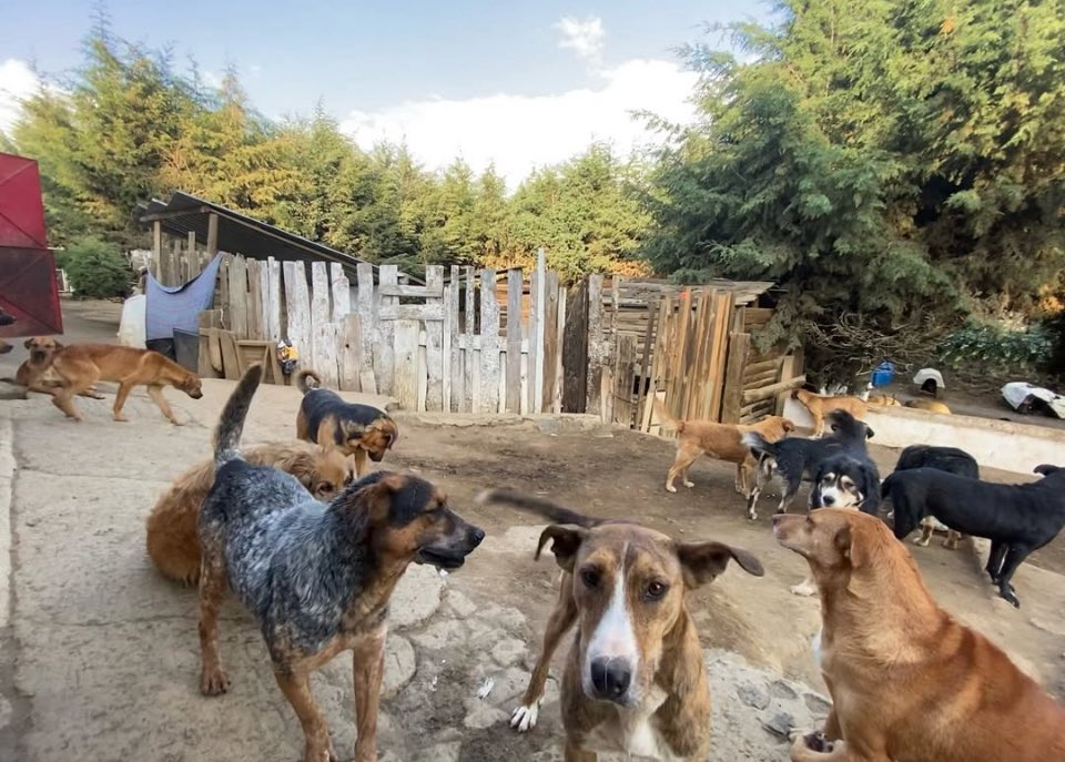 Buenos días amigos!!! 300 perritos rescatados buscamos nuestras madrinas y padrinos mágicos que tengan la posibilidad de enviarnos patitas de ayuda por favor. 🙏🏼🙏🏼🙏🏼 Sus patitas son fundamentales para sobrevivir, tener alimento, un espacio digno, limpio, con agüita potable y