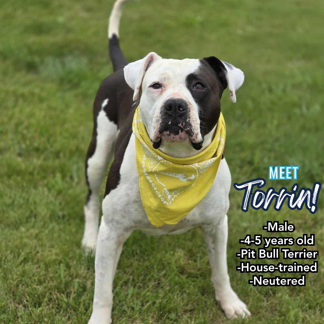 It’s Dog Days of Summer! Meet Torrin from Effingham County Animal Shelter.
 
This sweetheart came in rough shape but hasn’t stopped smiling. He’s goofy, loves belly rubs &amp; squeaky toys, &amp; is powering through heartworm treatment like a champ.

Learn more: effinghamcountyil.gov/animal-care-co…