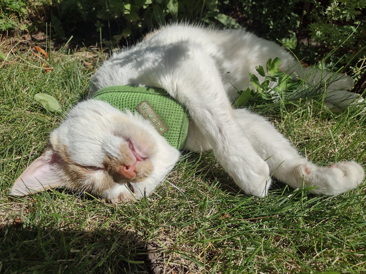 FartyCheddarCat's tweet image. I likkys da sunbeam
And sunbeam liks me
I likky dem bak
Cuz I jus wanna see
Dos sunbeam hab taste?
Can I puts dem in tum?
And den wat will happen
Wen pooped fwom my bum?
#CheddarPoetry #Sunbeam #TastesLikeHappys