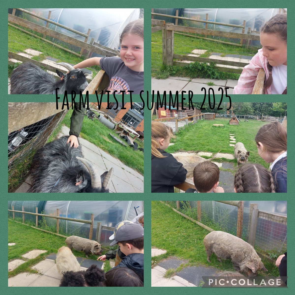 ChurchDrivePS's tweet image. Church Drive’s summer term trip to Woodchurch High Farm to visit our very special farm animals that we adopt each year. The sun was shining and there were smiles all round. @OakTreesMAT