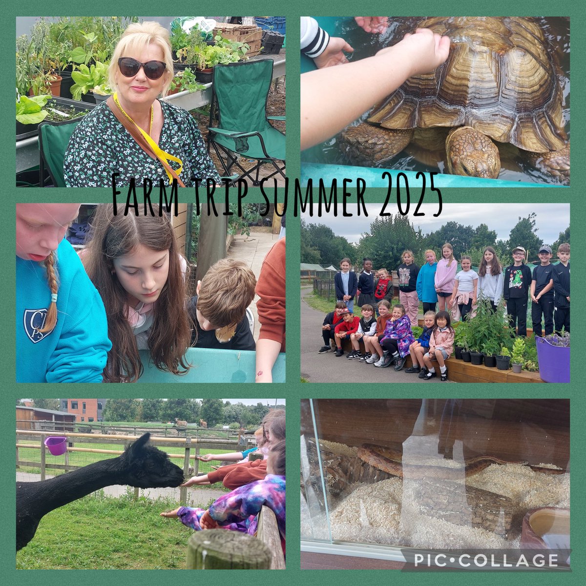 ChurchDrivePS's tweet image. Church Drive’s summer term trip to Woodchurch High Farm to visit our very special farm animals that we adopt each year. The sun was shining and there were smiles all round. @OakTreesMAT