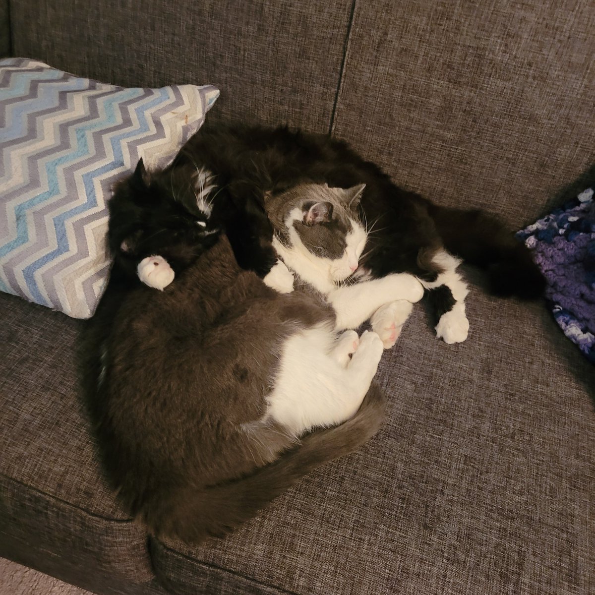 Mark H. Rodgers (@markrocking) on Twitter photo These two...grey & white cat is Freddy Purr-kitty. The other cat melded into Freddy is Jenga from <a href="/SAFEteamrescue/">SAFE Team Rescue</a> #yeg These two...grey & white cat is Freddy Purr-kitty. The other cat melded into Freddy is Jenga from <a href="/SAFEteamrescue/">SAFE Team Rescue</a> #yeg