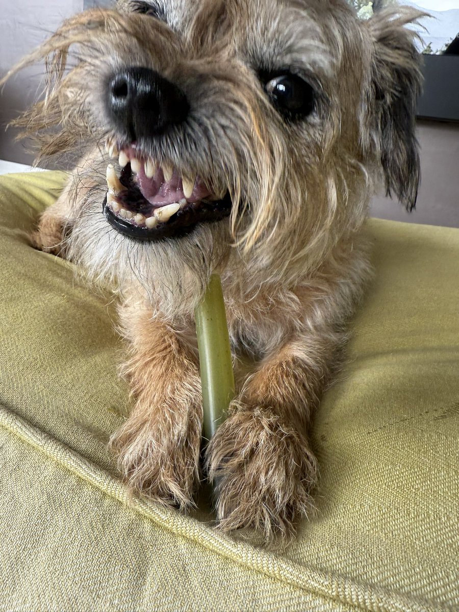 ScrappyN's tweet image. News is reaching me 🌈 that Maggot has been trying to cheer Mum up with his silly faces on this tough day… huh… what you say… normal faces 😳🫣🤭 erm okay. What a goofball.
Well done kid #ScrappyNelson #DuncanPickles #dogsofX #btposse
Go give @DuncanPickles a follow 😳🙄