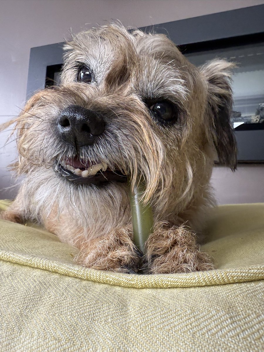 ScrappyN's tweet image. News is reaching me 🌈 that Maggot has been trying to cheer Mum up with his silly faces on this tough day… huh… what you say… normal faces 😳🫣🤭 erm okay. What a goofball.
Well done kid #ScrappyNelson #DuncanPickles #dogsofX #btposse
Go give @DuncanPickles a follow 😳🙄