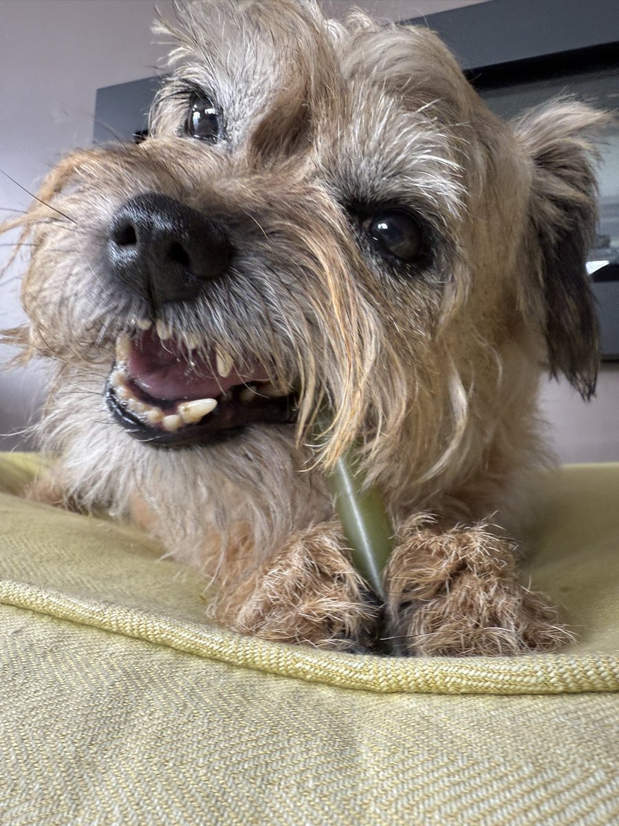 ScrappyN's tweet image. News is reaching me 🌈 that Maggot has been trying to cheer Mum up with his silly faces on this tough day… huh… what you say… normal faces 😳🫣🤭 erm okay. What a goofball.
Well done kid #ScrappyNelson #DuncanPickles #dogsofX #btposse
Go give @DuncanPickles a follow 😳🙄