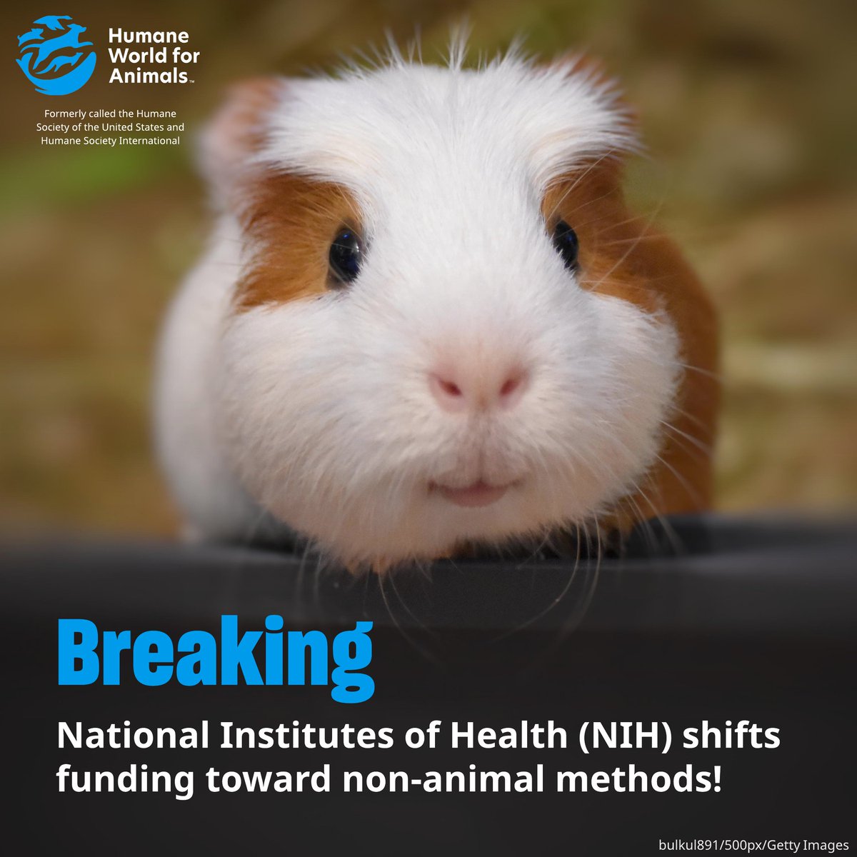 humaneworldeat's tweet image. .@NIH has announced that it will no longer fund new grant proposals that rely solely on animal experiments—a shift that we've been advocating for decades! 👏
This will save the lives of countless animals while also prioritizing human health! TY @DrJBhattacharya & @NKleinstreuer!